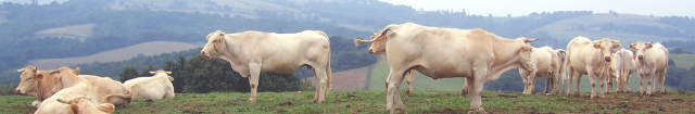 Vacas cerca de Olhaiby