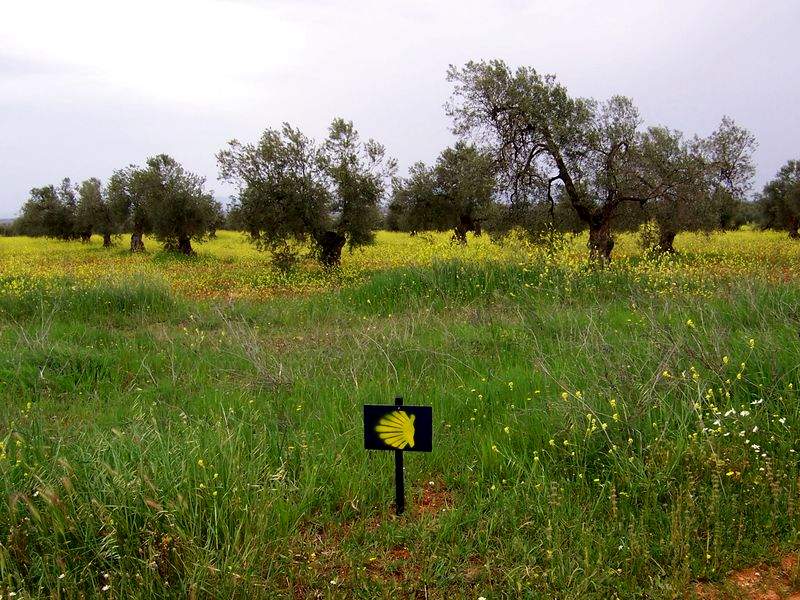 El Camino entre Olivares