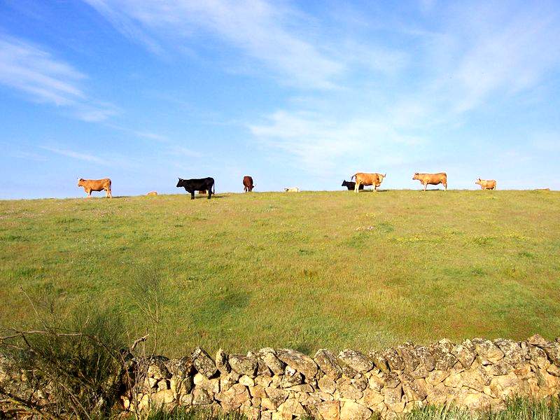 Vacas en la pradera (I)