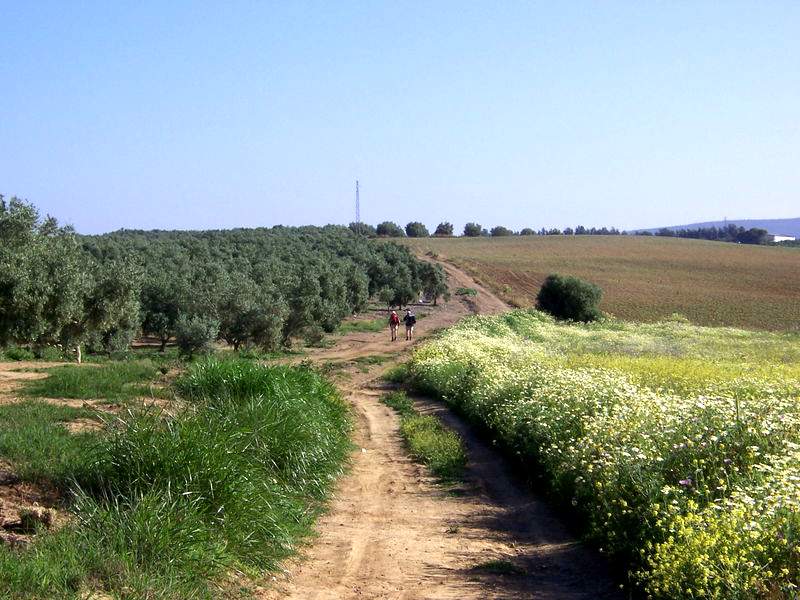 Olivares tras Guillena