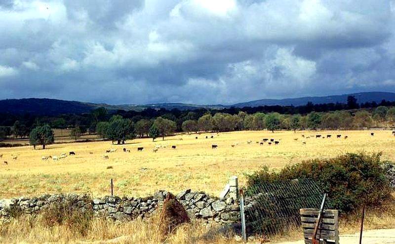 Rebaño de vacas cerca de Valdelacasa